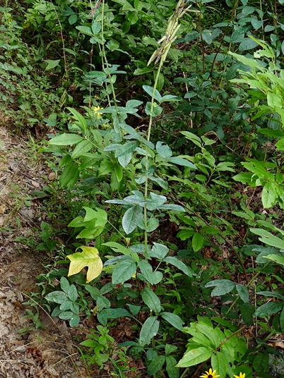{Thermopsis villosa}